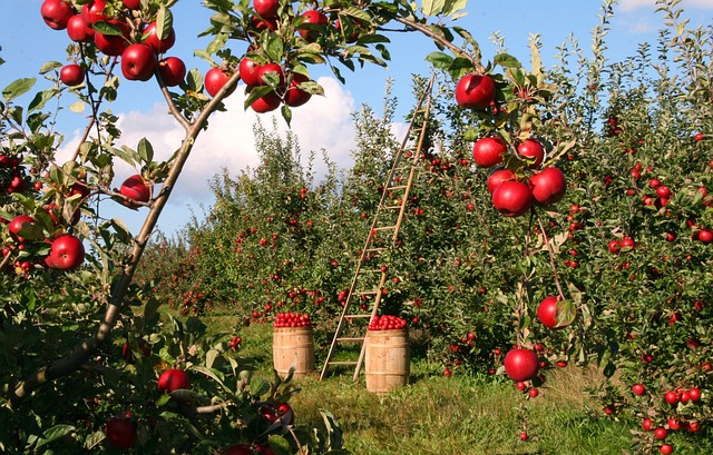 Jak Przechowywanie Jabłek w Chłodni Pomaga w Ograniczeniu Marnowania Żywności