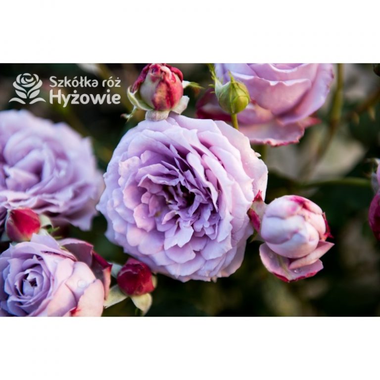 Sekrety pięknych ogrodów: jak stworzyć raj dla róż w swojej szkółce?